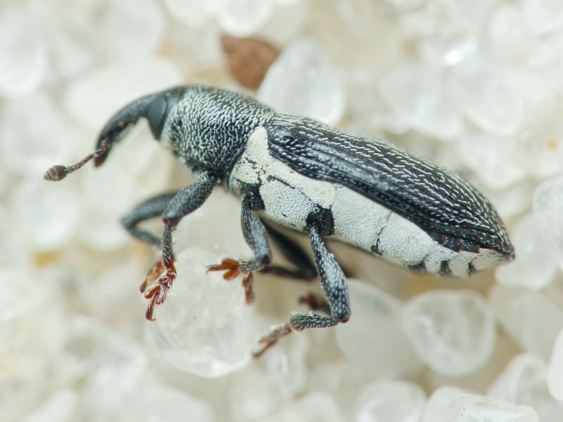 Limnobaris dolorosa (Goeze, 1777)